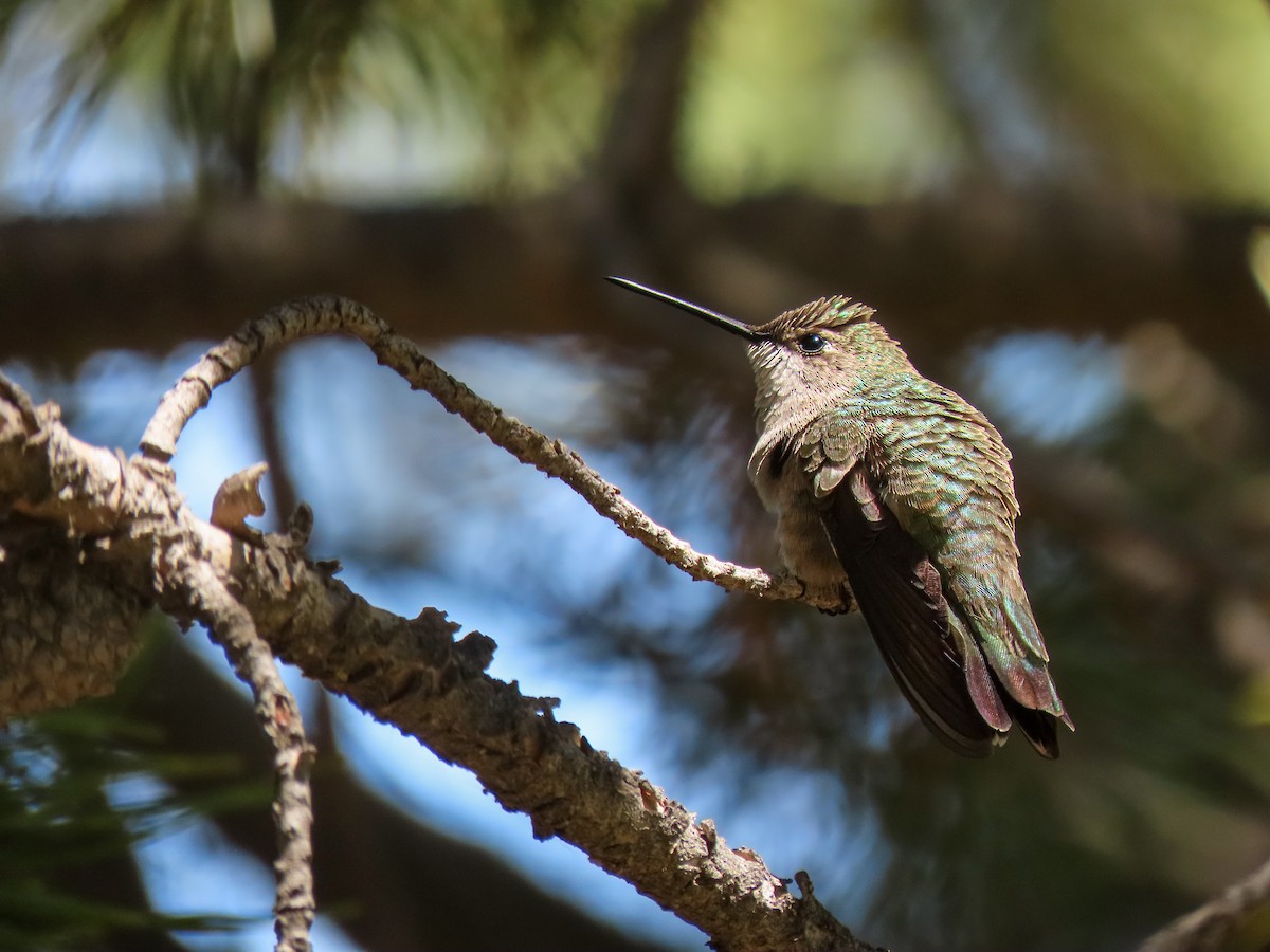 Broad-tailed Hummingbird - ML612024986