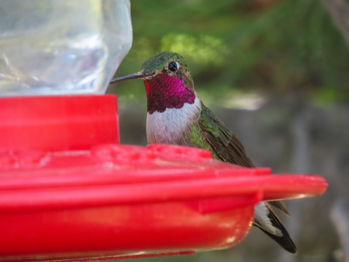 Broad-tailed Hummingbird - Trevor Leitz
