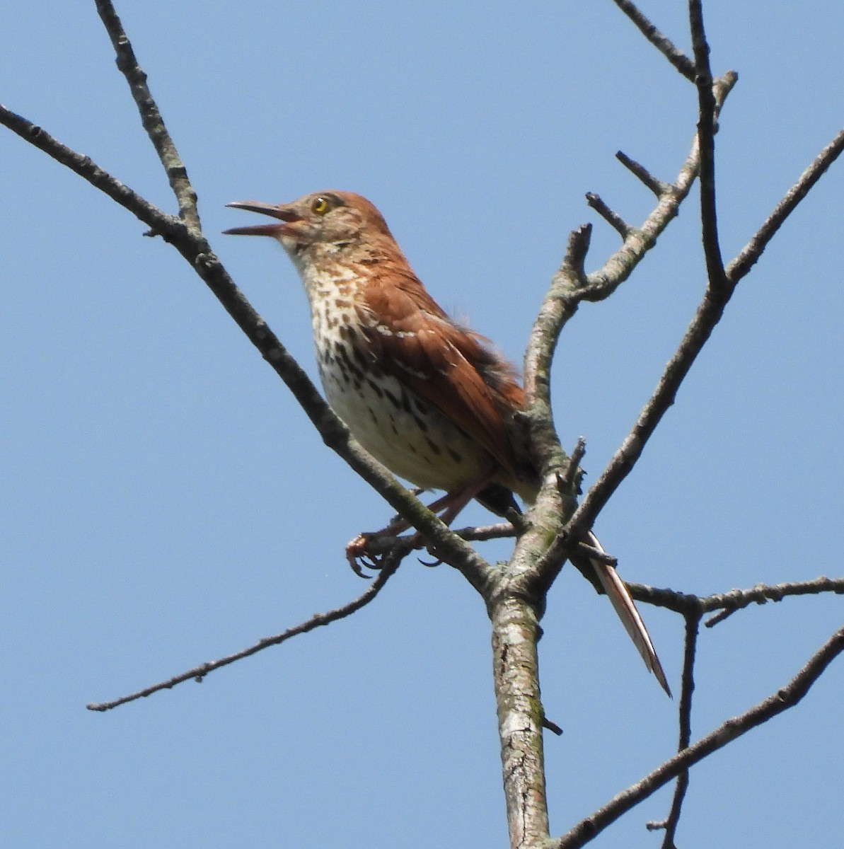 Brown Thrasher - ML612025227