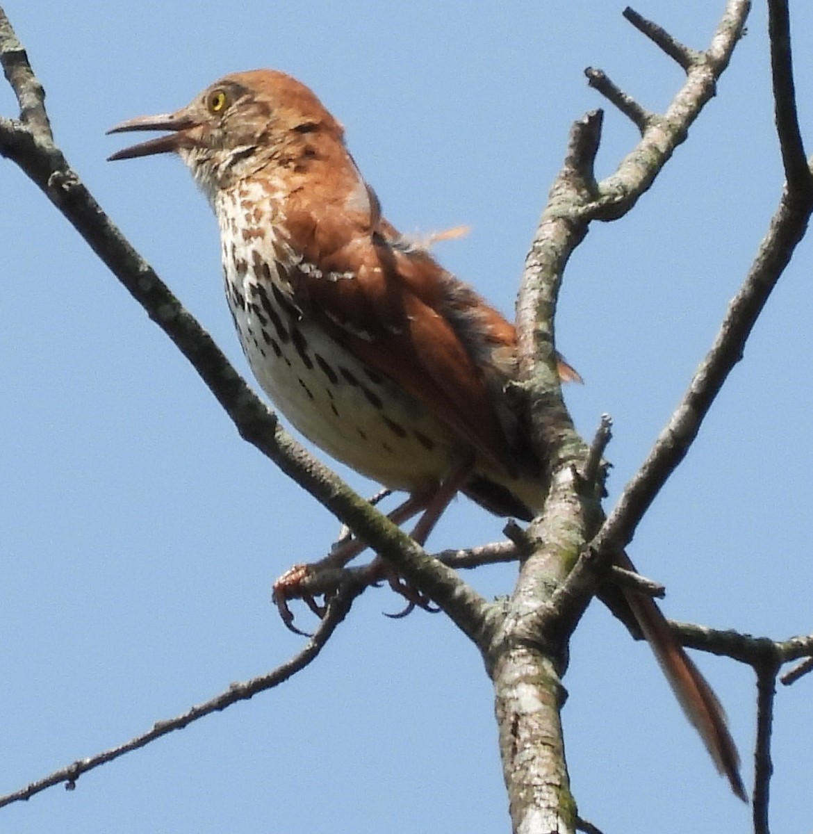 Brown Thrasher - ML612025229