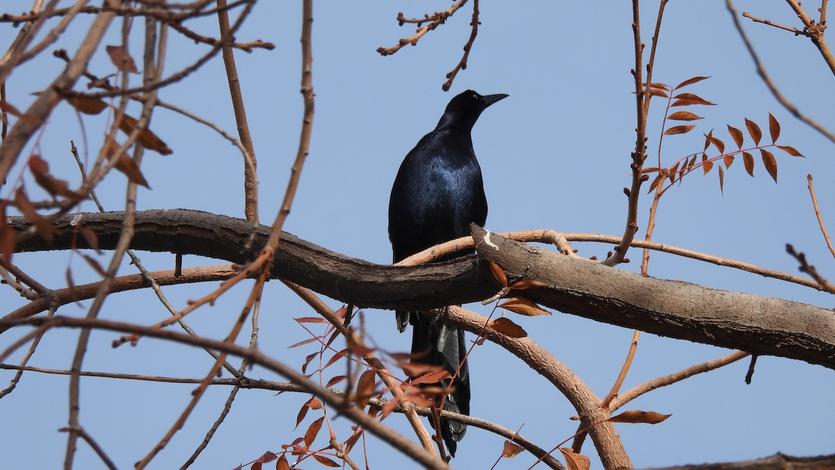 Great-tailed Grackle - ML612025759