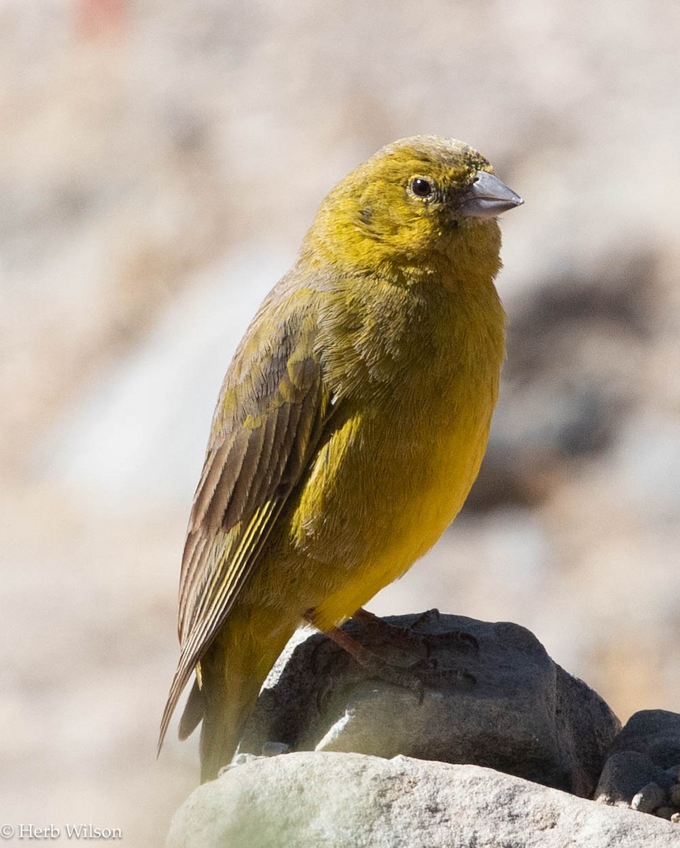 Monte Yellow-Finch - ML612025841