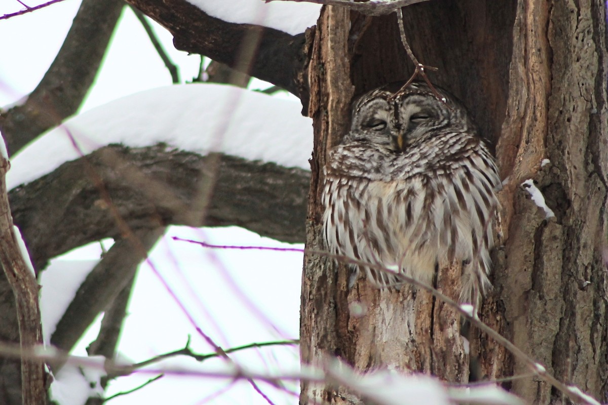 Barred Owl - ML612026000