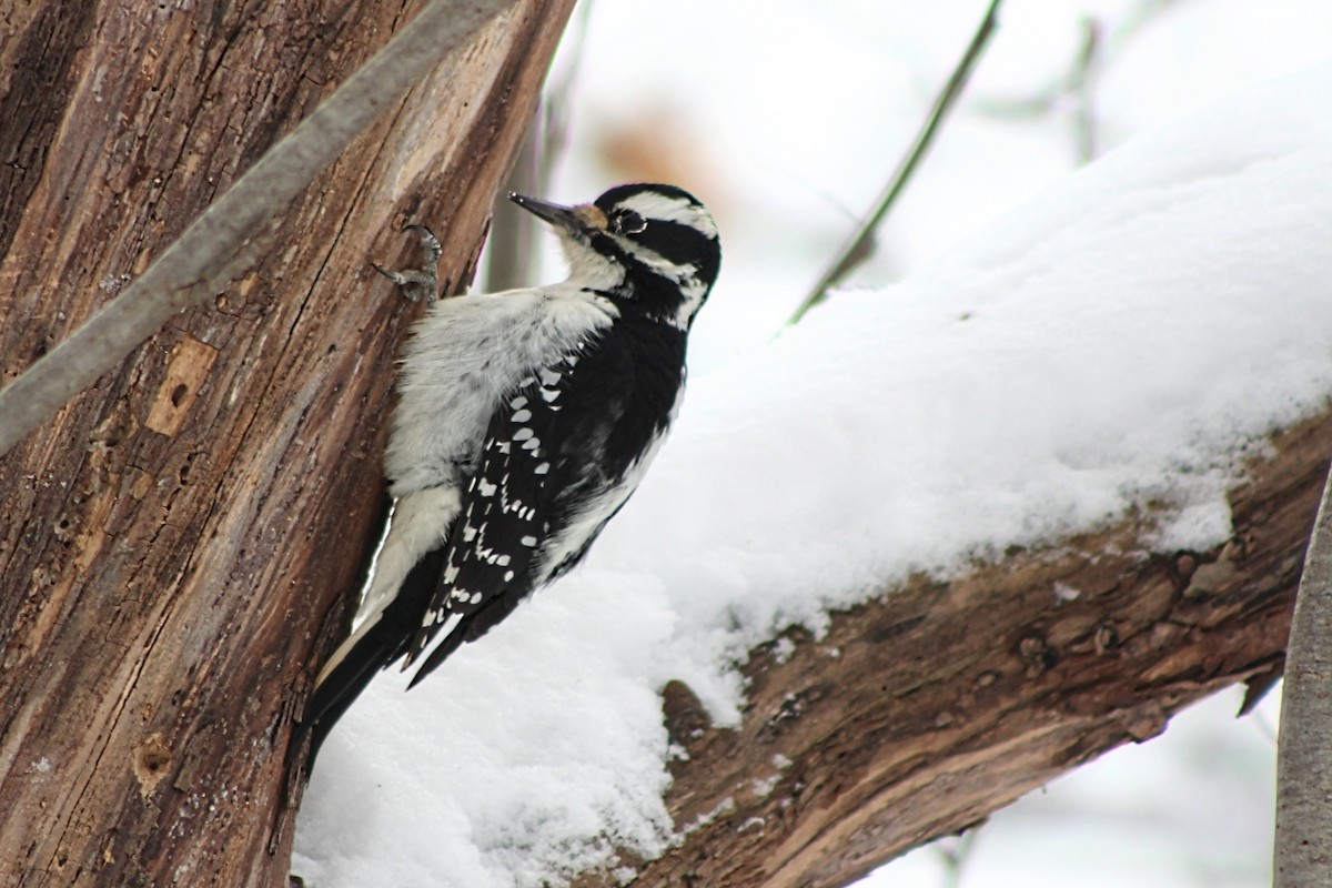 Hairy Woodpecker - ML612026010