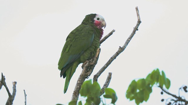 Cuban Parrot - ML612026145