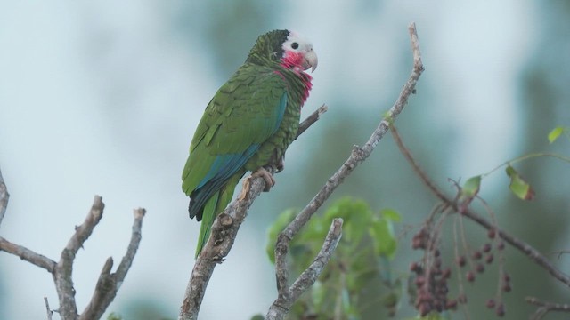 Cuban Parrot - ML612026189