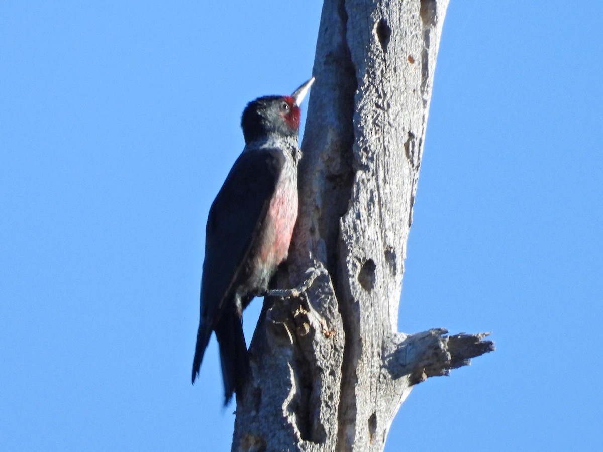 Lewis's Woodpecker - Ken Burgdorff