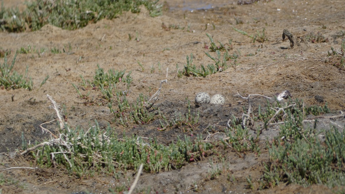 Red-capped Plover - ML612026586
