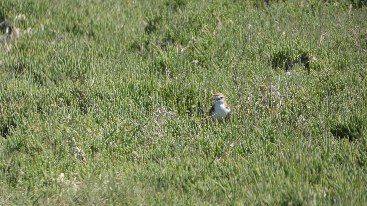 Red-capped Plover - Morgan Pickering