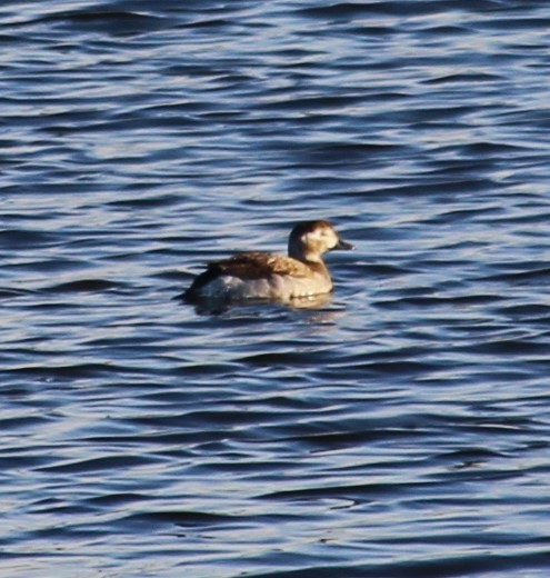 Long-tailed Duck - ML612026647