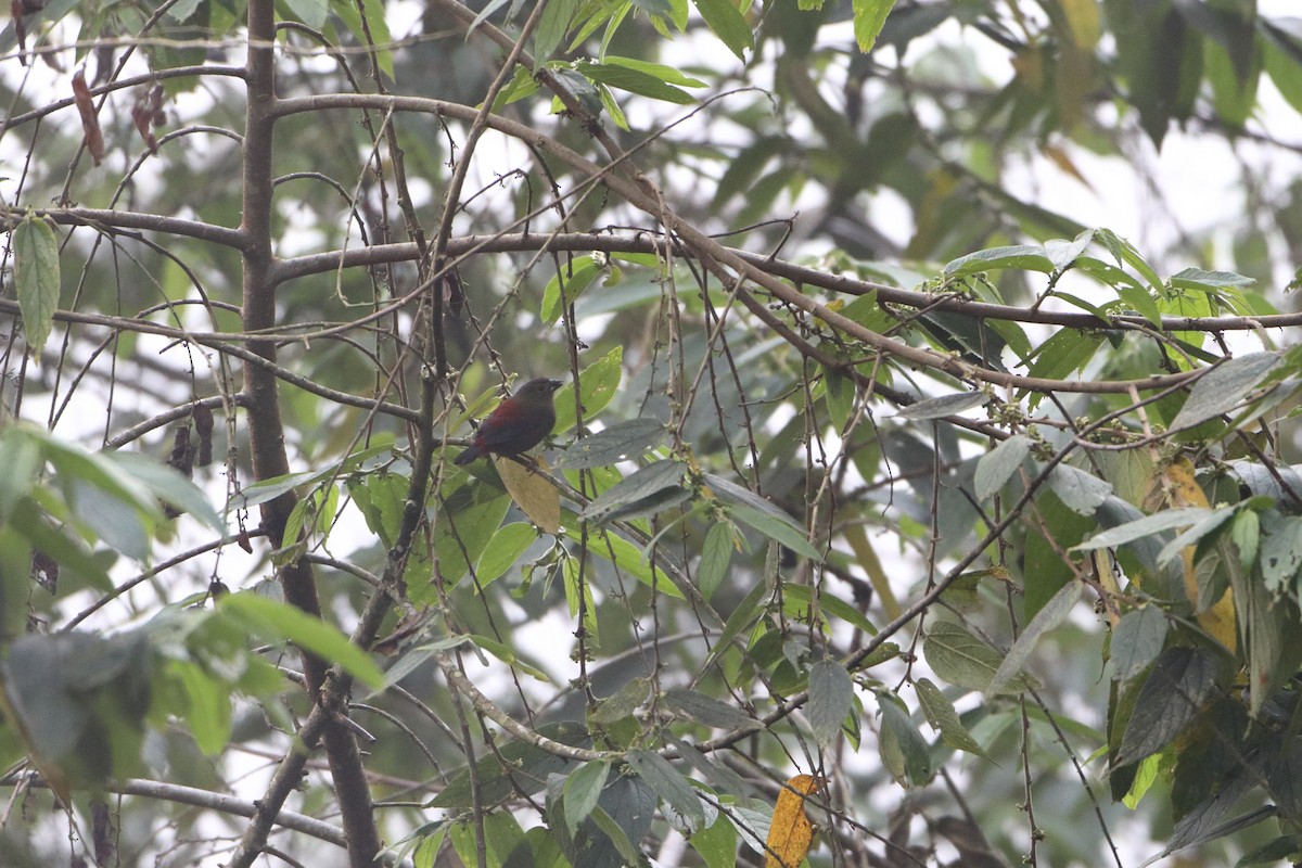 Red-faced Crimsonwing (Eastern) - Ohad Sherer