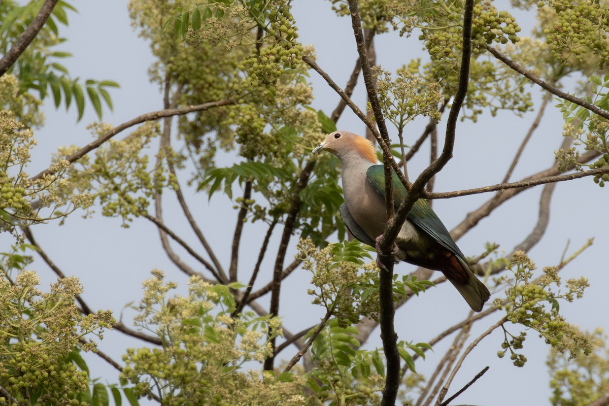 Green Imperial-Pigeon (Rufous-naped) - Tom Broughton