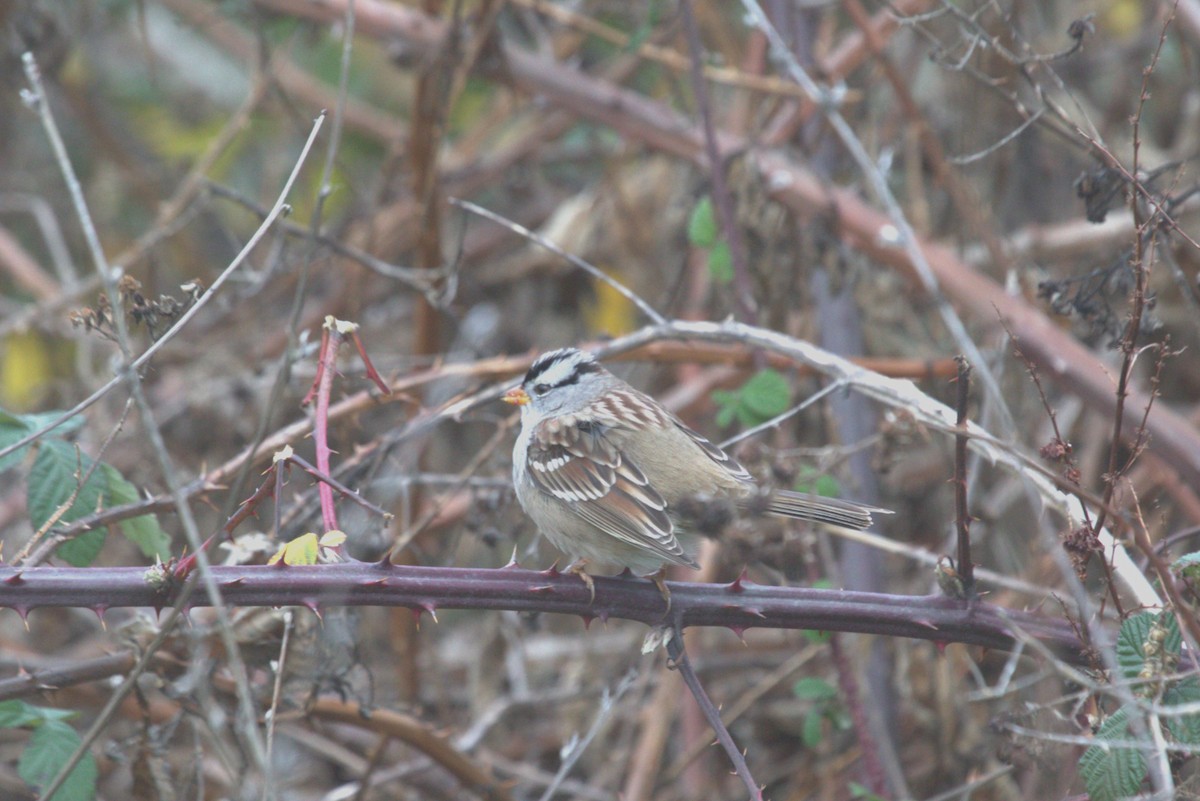 White-crowned Sparrow (Gambel's) - ML612027201