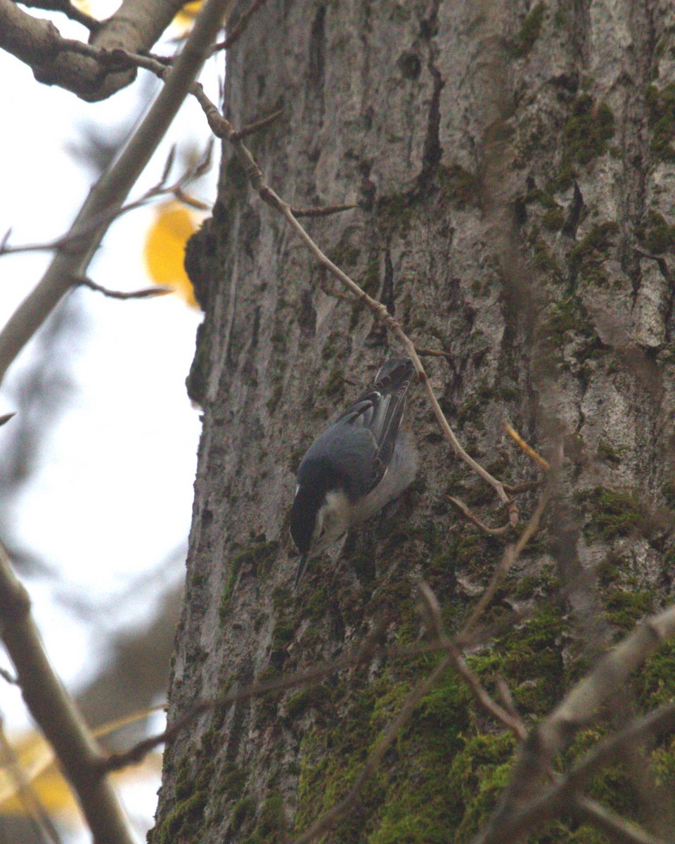 White-breasted Nuthatch (Interior West) - Ross Barnes-Rickett
