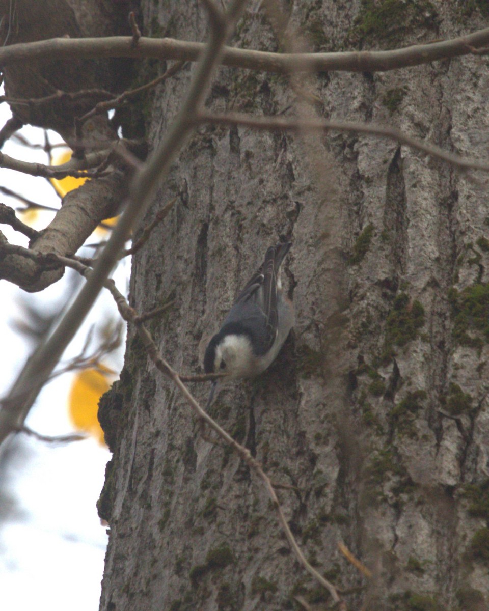 White-breasted Nuthatch (Interior West) - ML612027236