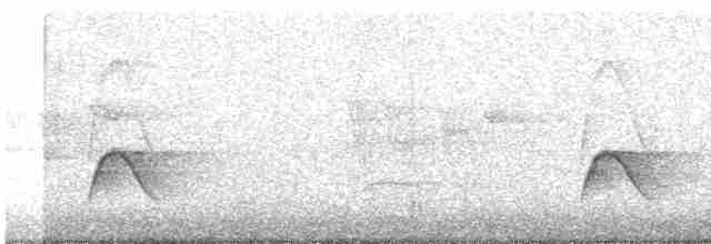Белохохлая эления (chilensis) - ML612027245