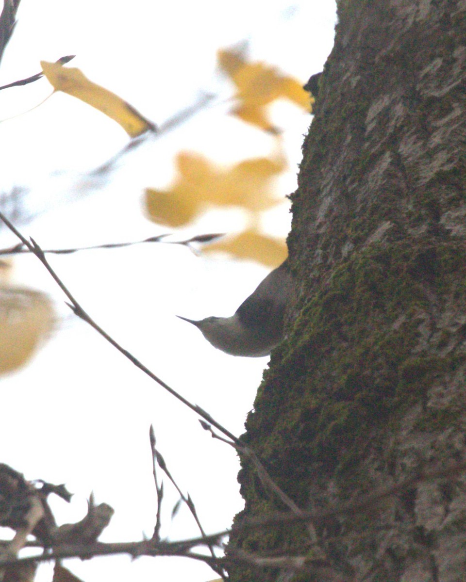 White-breasted Nuthatch (Interior West) - ML612027259