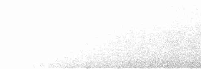 Sittelle à poitrine blanche (groupe lagunae) - ML612027262