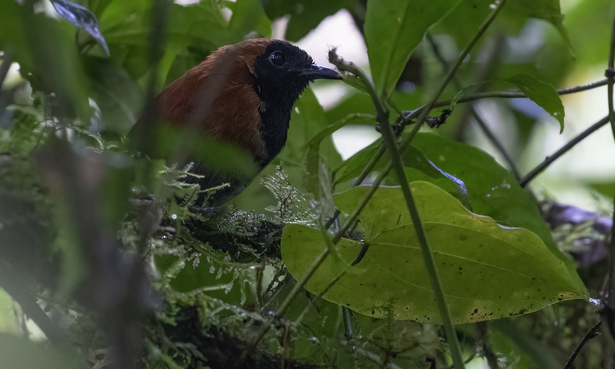 Black-faced Rufous-Warbler - George Armistead | Hillstar Nature