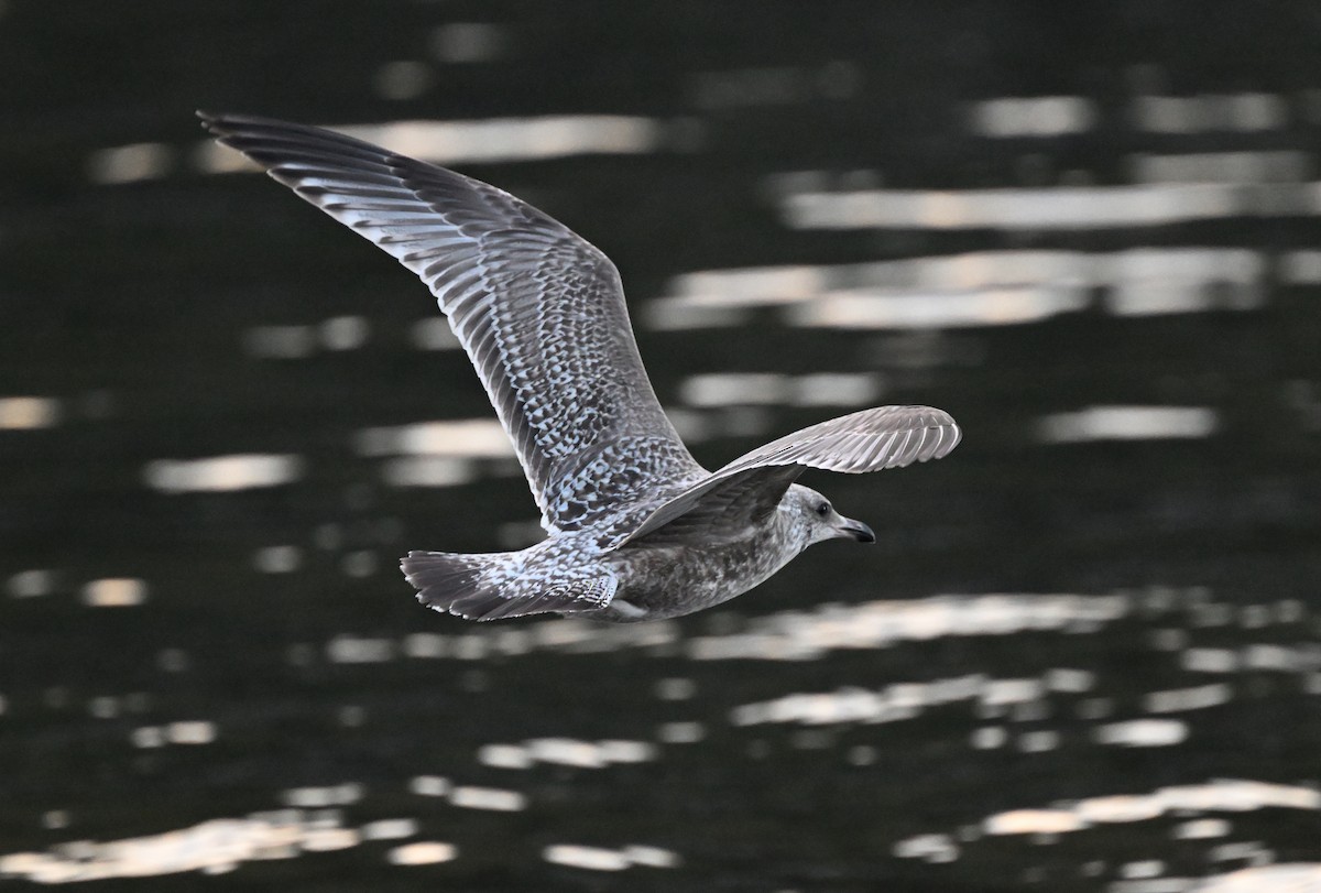Herring/Iceland Gull - ML612027308