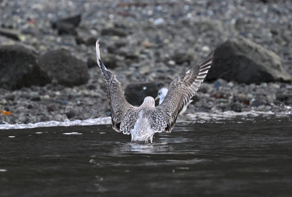Herring/Iceland Gull - ML612027312