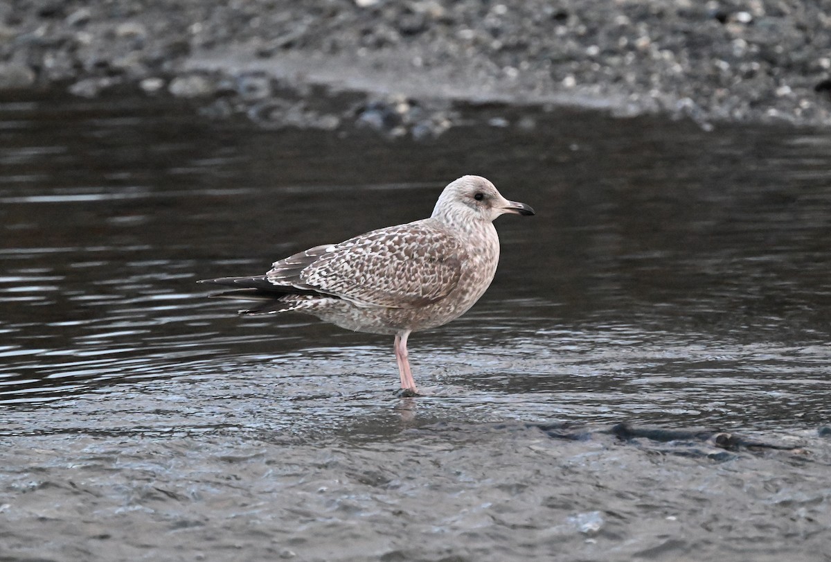 Herring/Iceland Gull - ML612027318