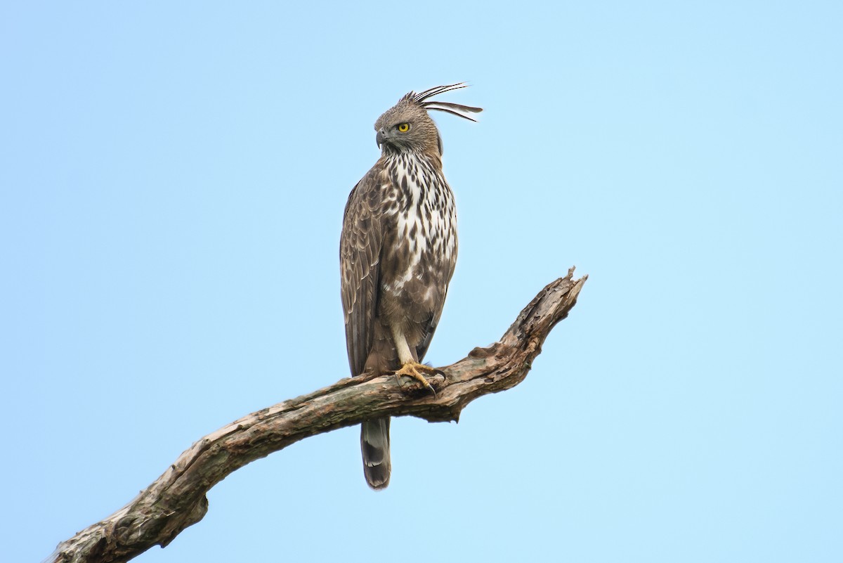 Changeable Hawk-Eagle - H Nambiar