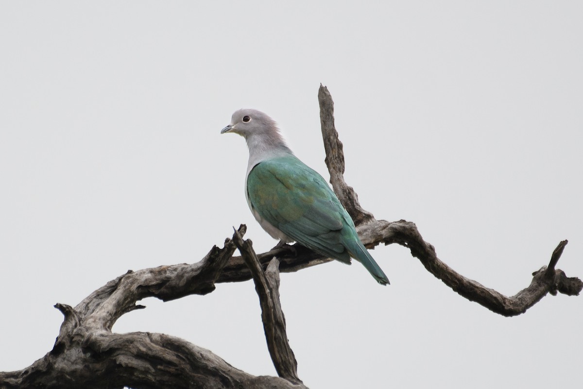 Green Imperial-Pigeon - ML612027357