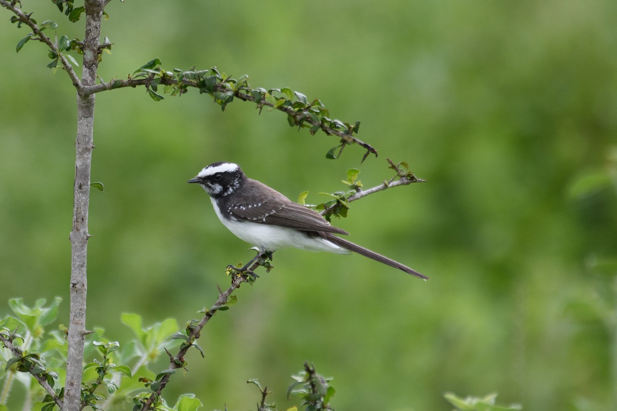 White-browed Fantail - ML612027384