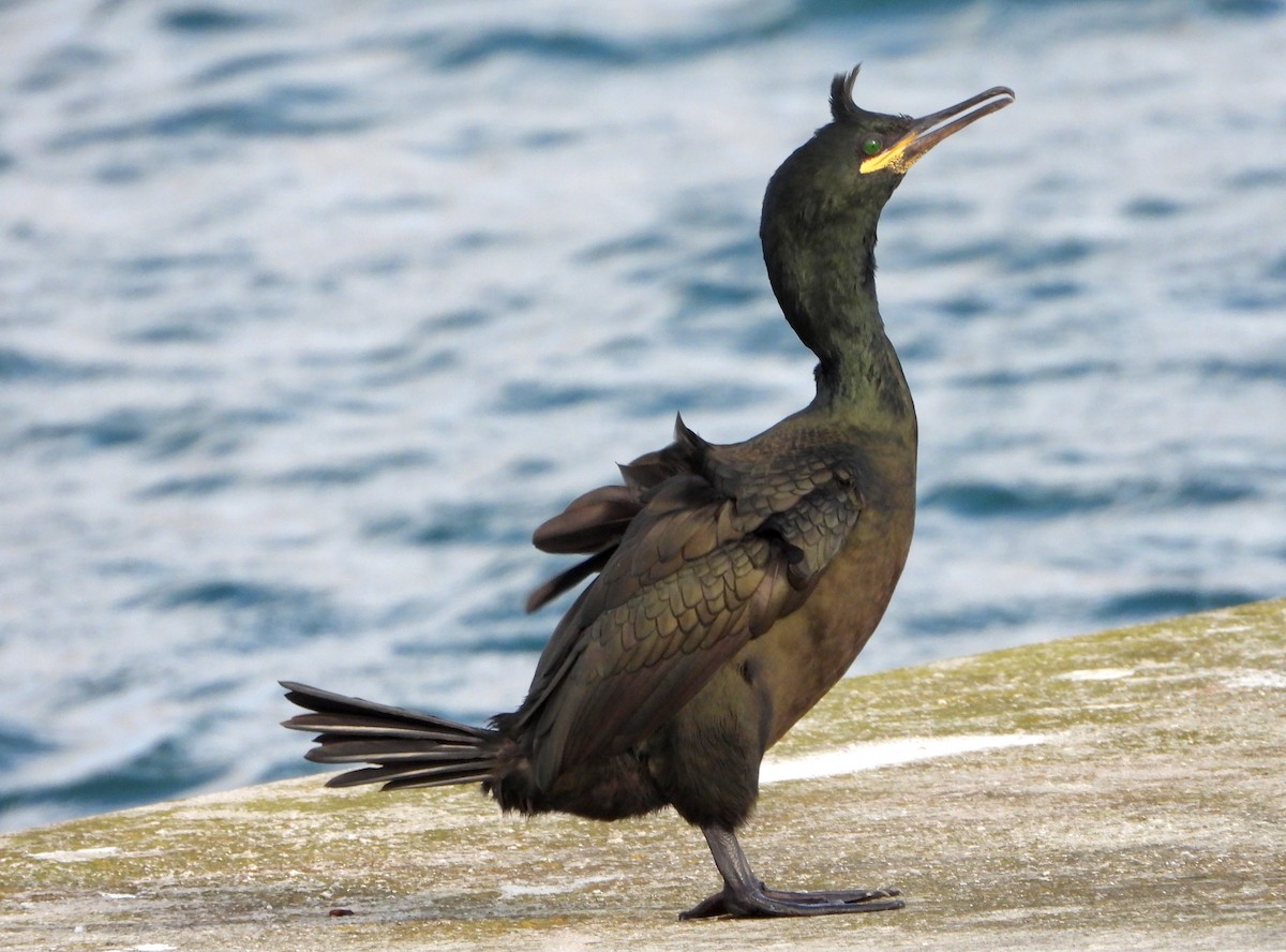 European Shag - ML612028008