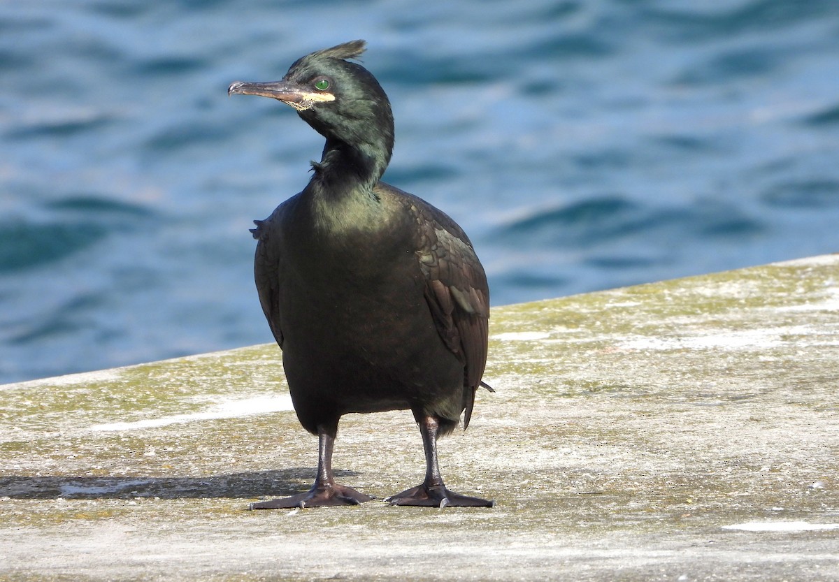 European Shag - ML612028009