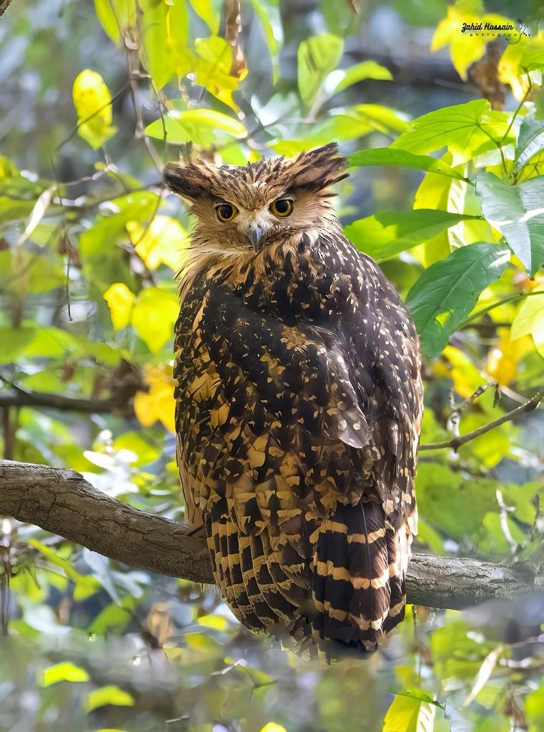 Tawny Fish-Owl - Team Incredible Birding