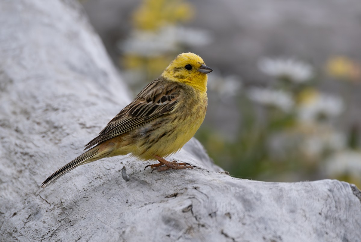Bruant jaune - ML612028496