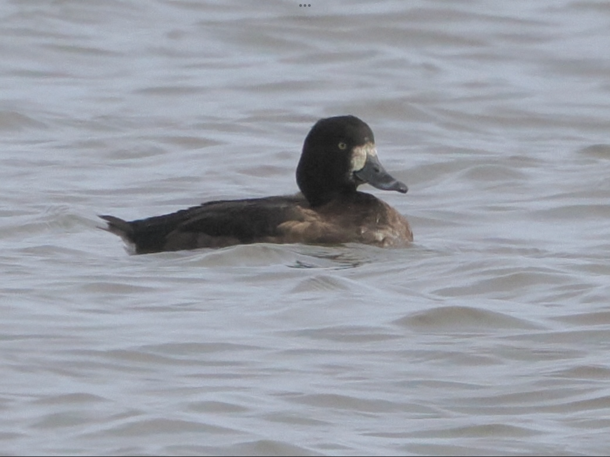 Greater Scaup - ML612028703