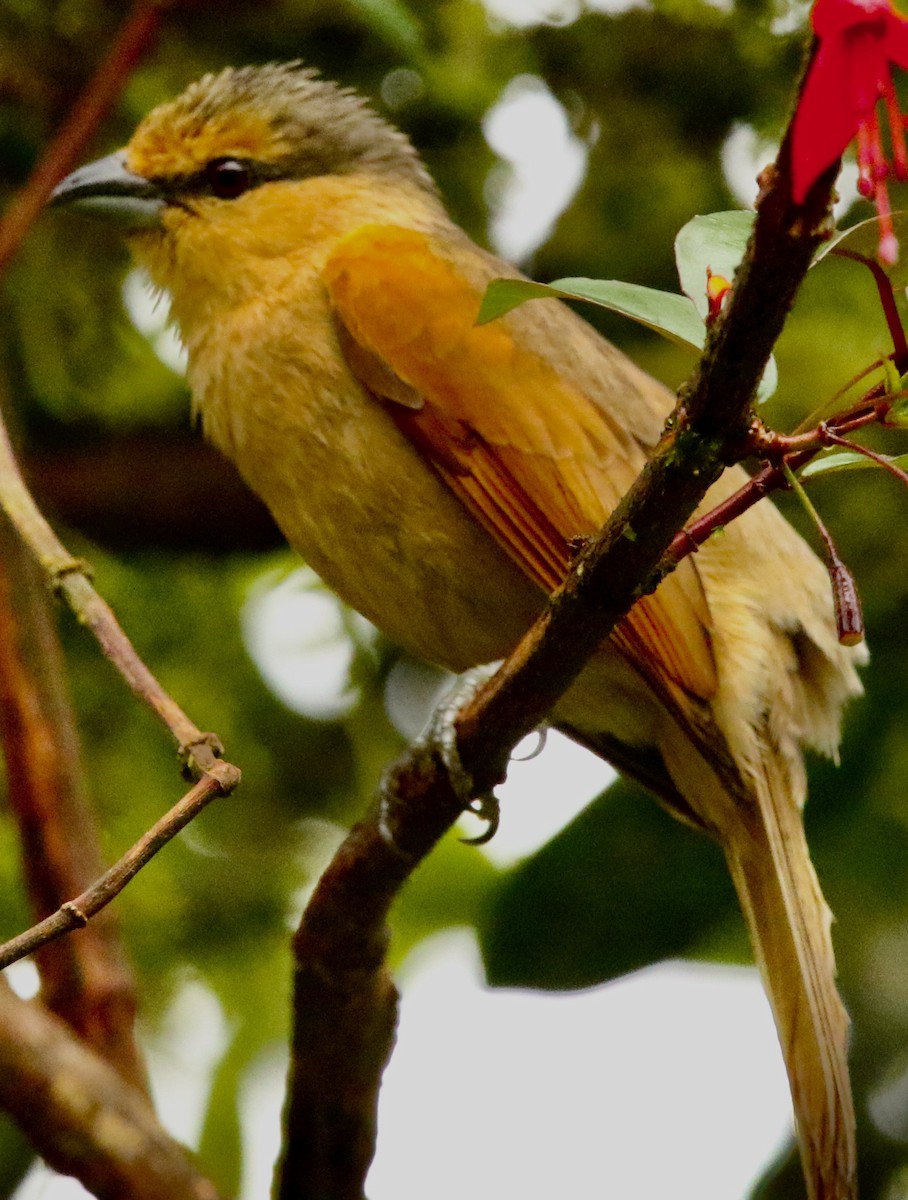 Brown Tanager - Connie Lintz