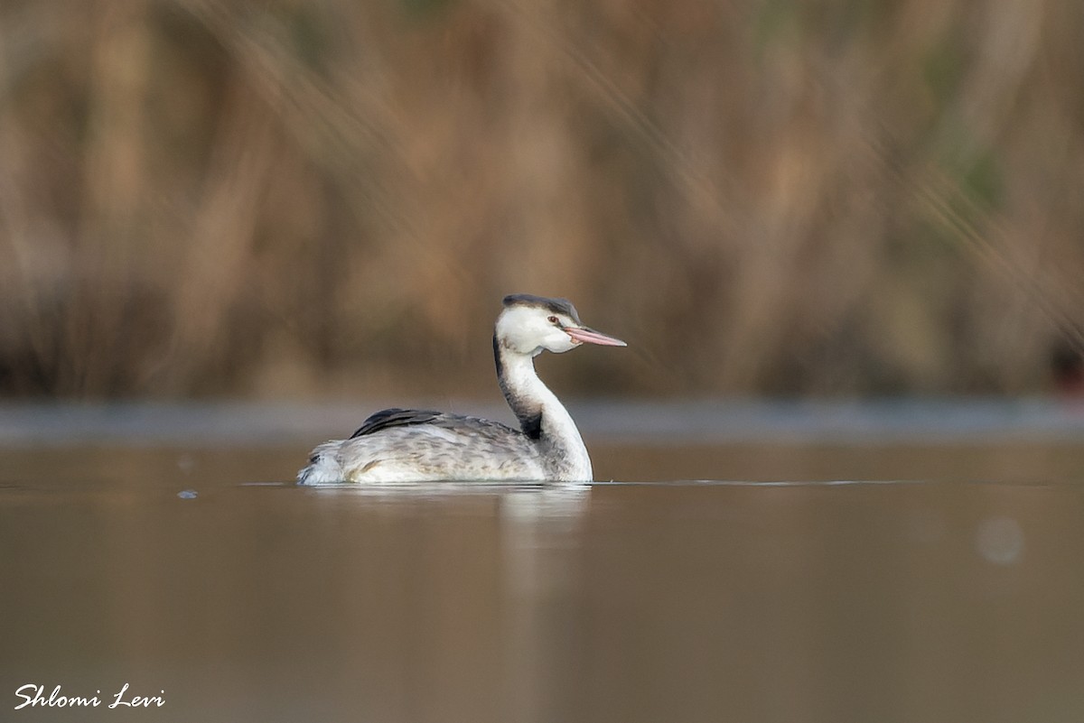 Great Crested Grebe - ML612028831
