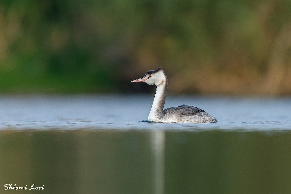 Great Crested Grebe - ML612028832