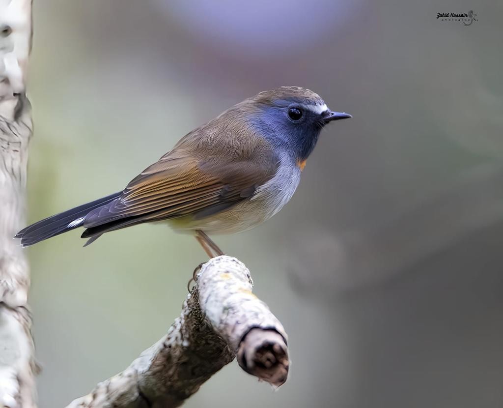 Rufous-gorgeted Flycatcher - ML612028955