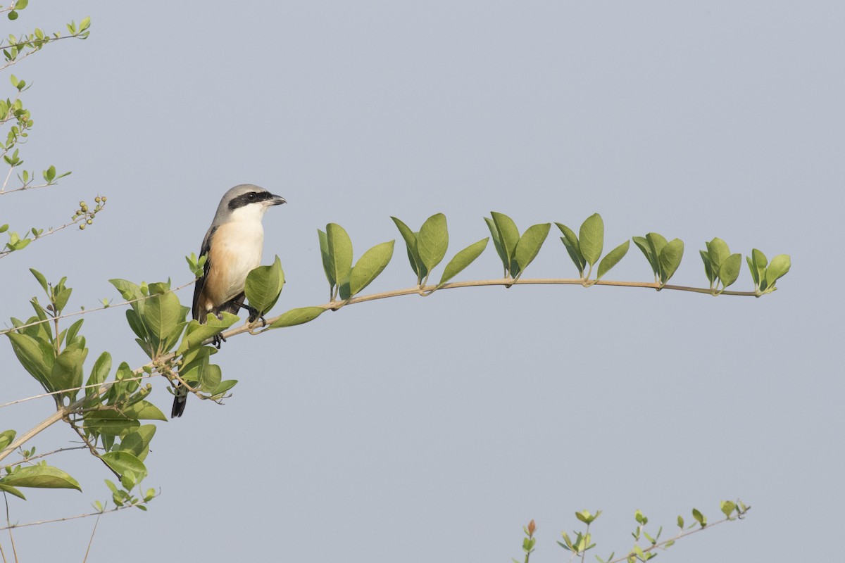 Long-tailed Shrike - ML612028970