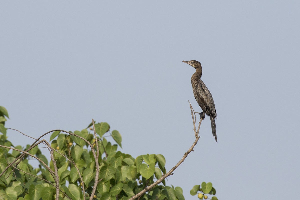 Little Cormorant - ML612028974