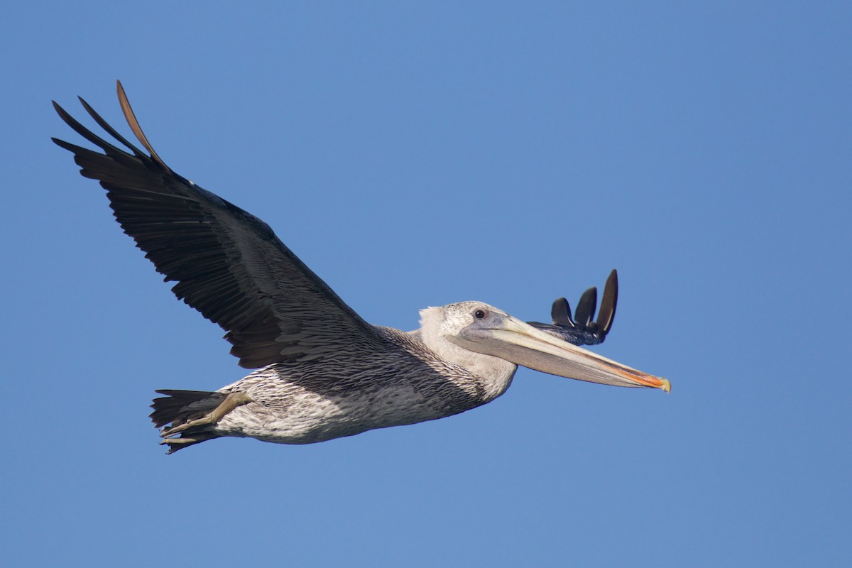 Brown Pelican (California) - ML612028978