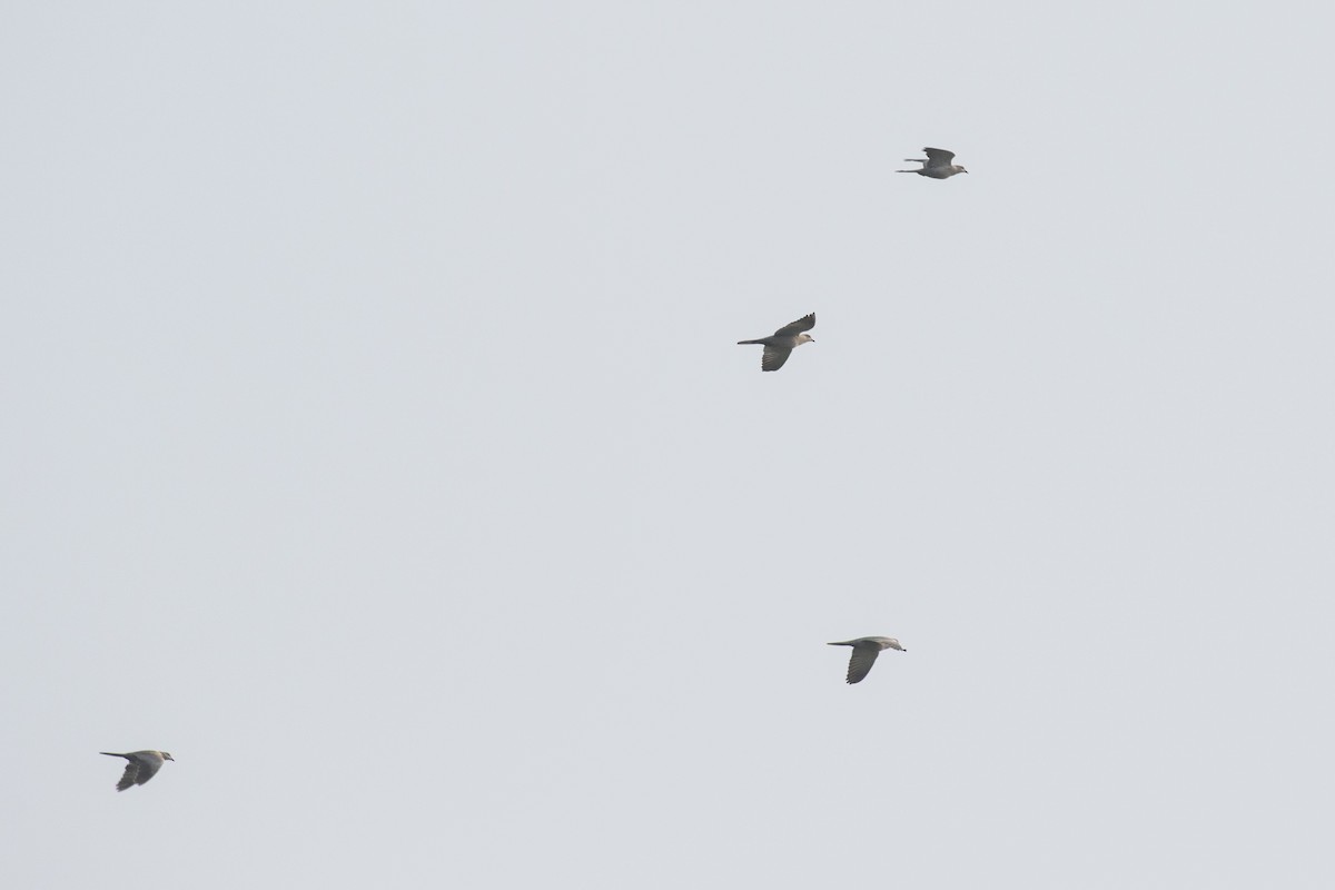 Eurasian Collared-Dove - ML612028983