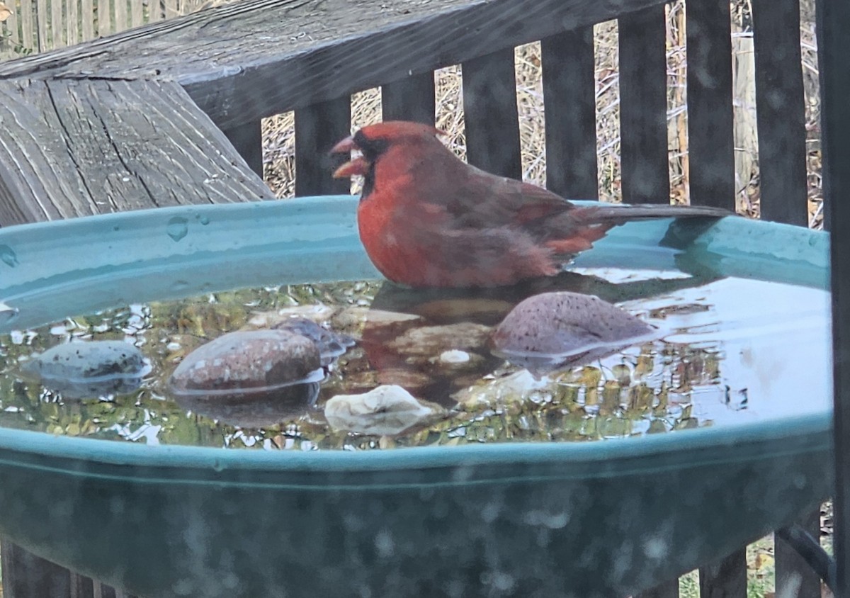 Northern Cardinal - ML612028985