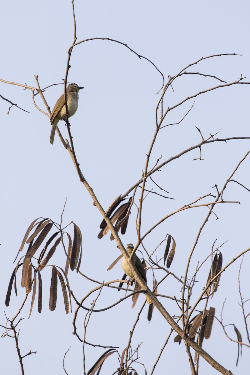 White-browed Bulbul - ML612028995