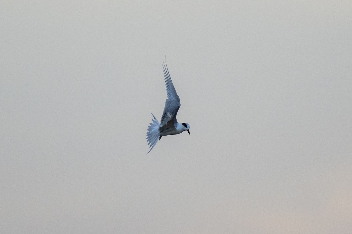 Forster's Tern - ML612029003