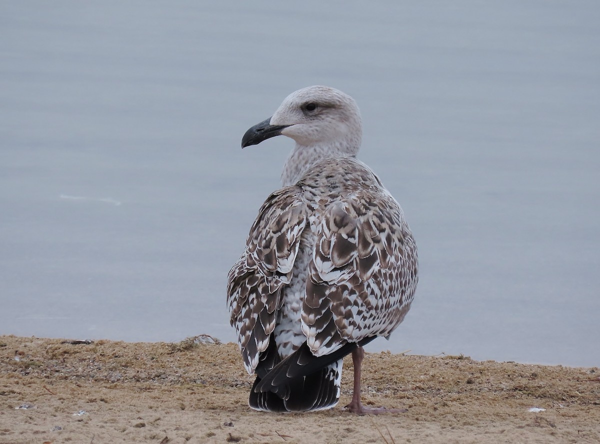 Great Black-backed Gull - ML612029063