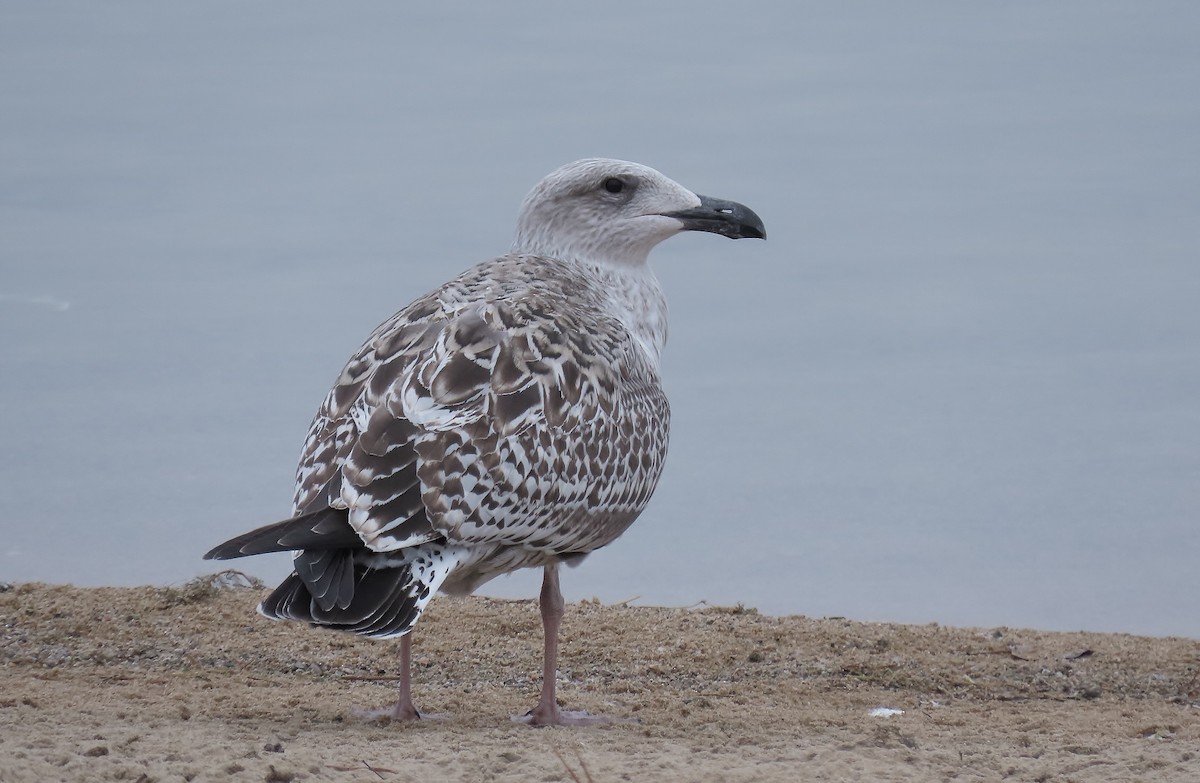 Great Black-backed Gull - ML612029119