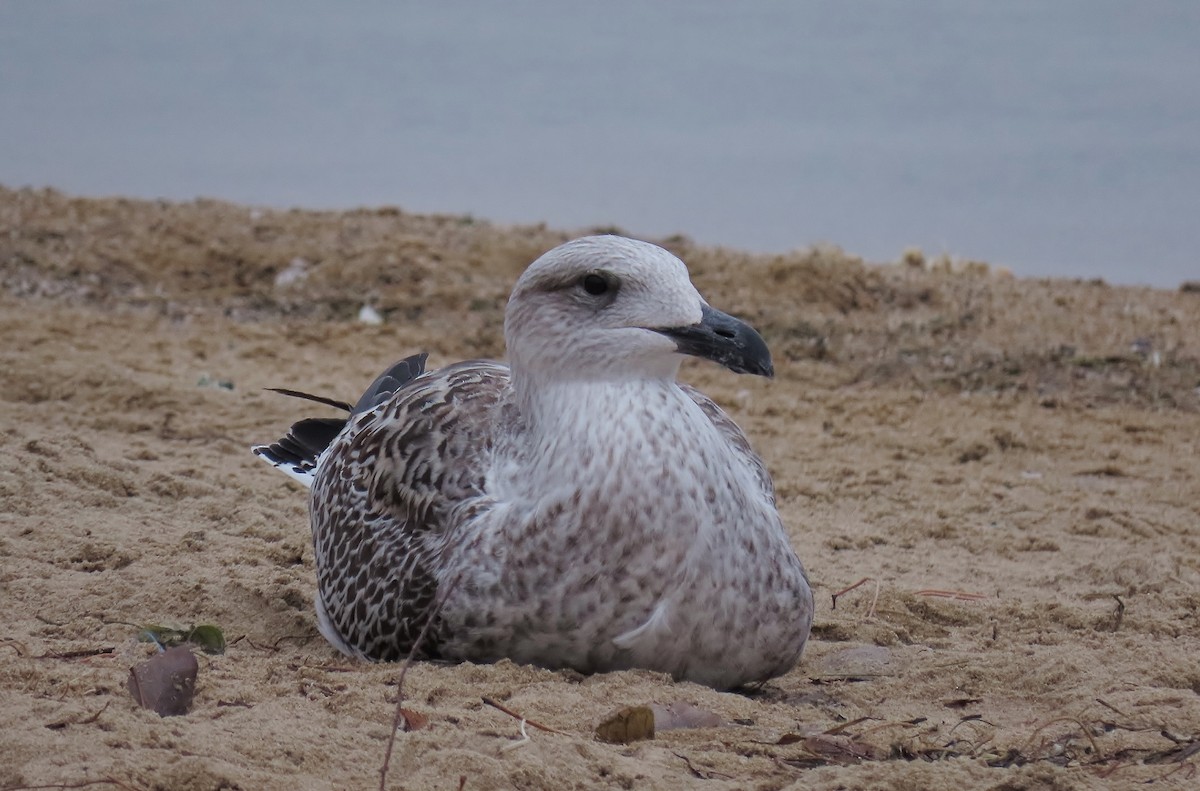 Great Black-backed Gull - ML612029122