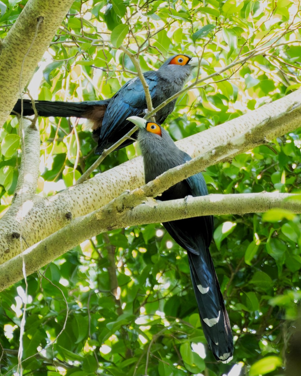 eBird Checklist - 8 Dec 2023 - Dairy Farm Nature Park - 14 species