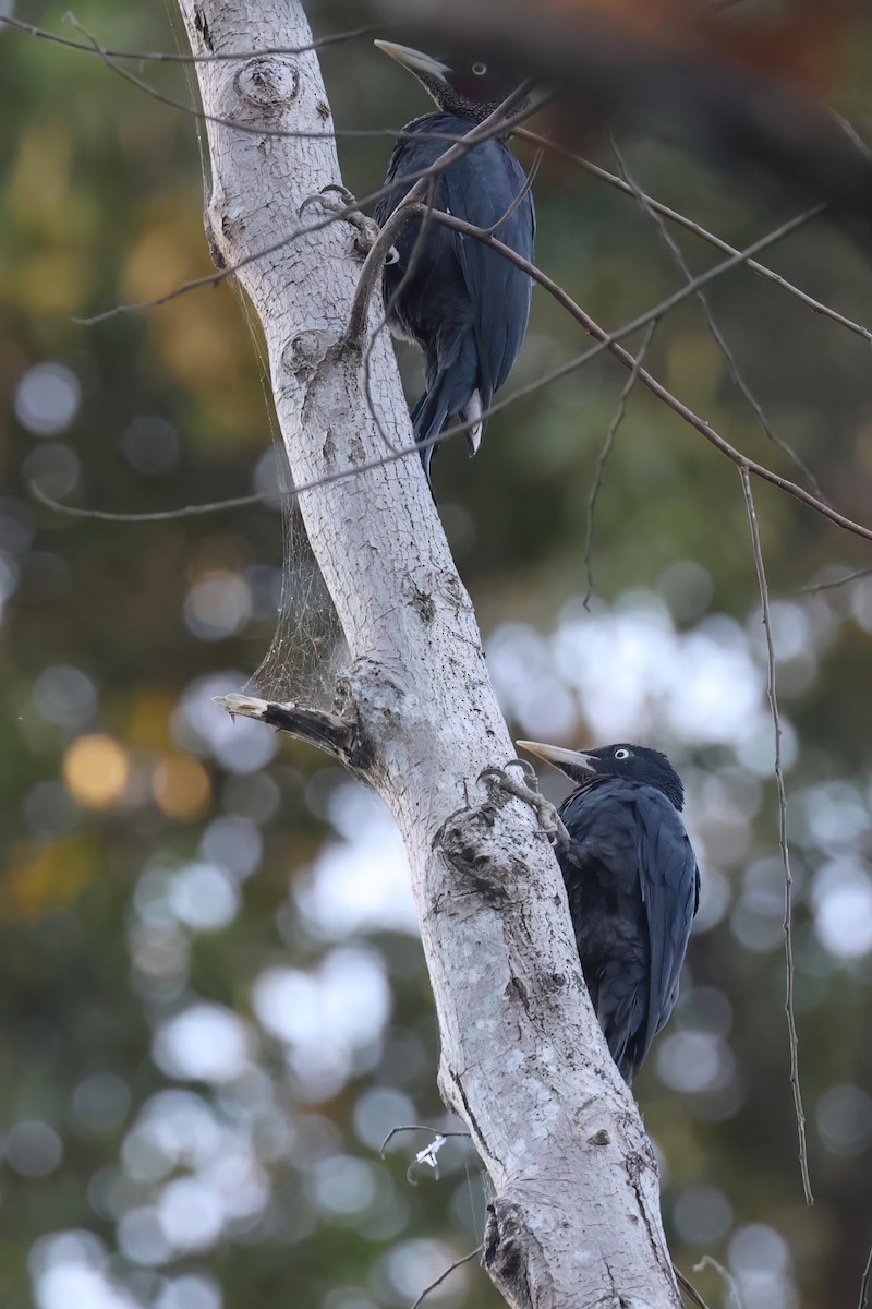 Northern Sooty-Woodpecker - ML612029246